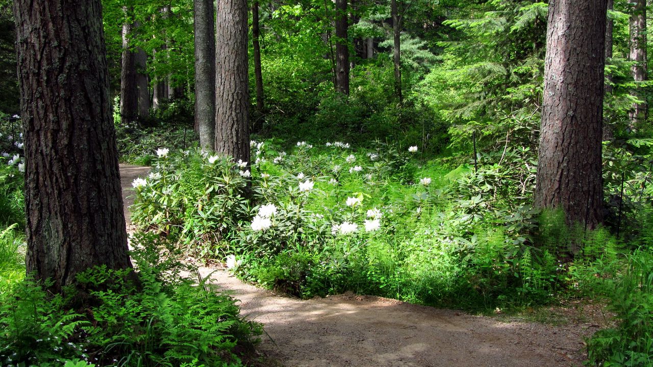 Wallpaper trees, flowers, path, white, green