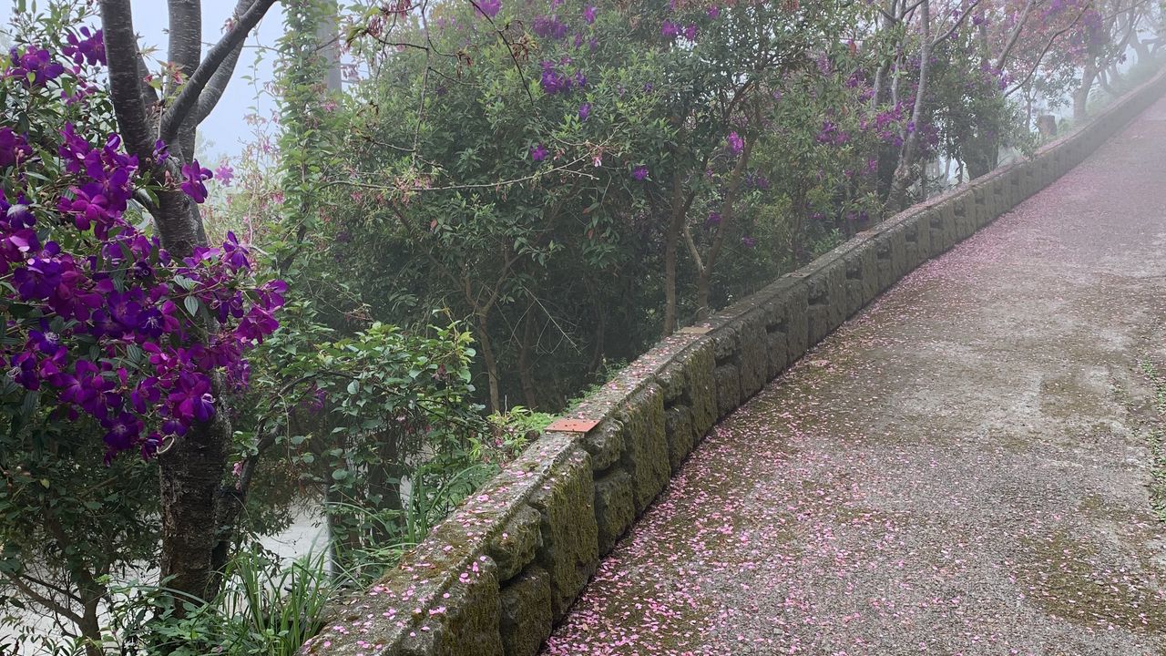 Wallpaper trees, flowers, petals, road, aesthetics