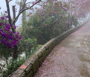 Preview wallpaper trees, flowers, petals, road, aesthetics