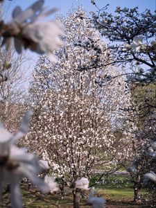 Preview wallpaper trees, flowers, spring, bloom