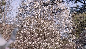 Preview wallpaper trees, flowers, spring, bloom