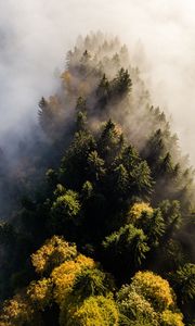 Preview wallpaper trees, fog, aerial view, treetops, forest