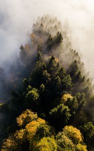 Preview wallpaper trees, fog, aerial view, treetops, forest