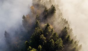 Preview wallpaper trees, fog, aerial view, treetops, forest