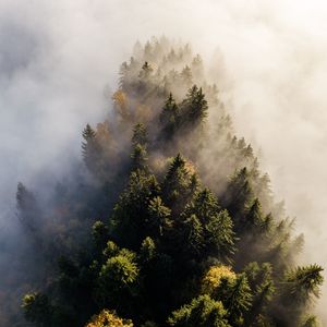 Preview wallpaper trees, fog, aerial view, treetops, forest