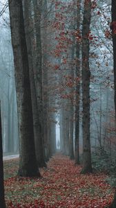 Preview wallpaper trees, fog, autumn, nature