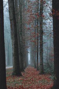 Preview wallpaper trees, fog, autumn, nature