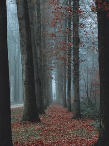 Preview wallpaper trees, fog, autumn, nature