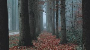 Preview wallpaper trees, fog, autumn, nature