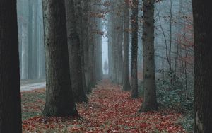 Preview wallpaper trees, fog, autumn, nature