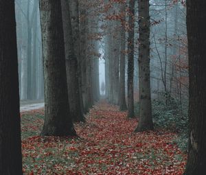 Preview wallpaper trees, fog, autumn, nature