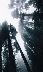 Preview wallpaper trees, fog, bottom view, forest, sky, light