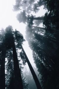 Preview wallpaper trees, fog, bottom view, forest, sky, light