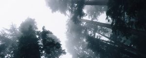Preview wallpaper trees, fog, bottom view, forest, sky, light