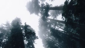 Preview wallpaper trees, fog, bottom view, forest, sky, light