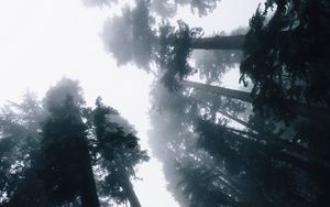 Preview wallpaper trees, fog, bottom view, forest, sky, light