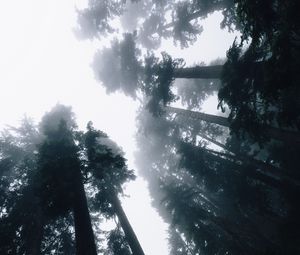 Preview wallpaper trees, fog, bottom view, forest, sky, light