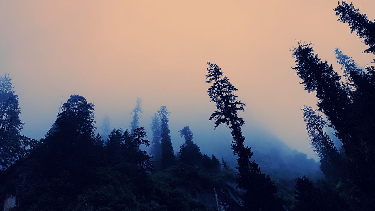 Wallpaper trees, fog, bottom view, twilight, sky