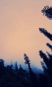 Preview wallpaper trees, fog, bottom view, twilight, sky