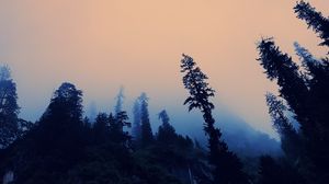 Preview wallpaper trees, fog, bottom view, twilight, sky