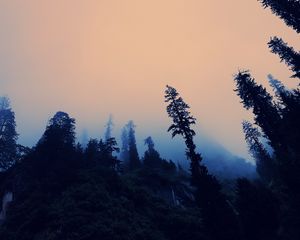 Preview wallpaper trees, fog, bottom view, twilight, sky