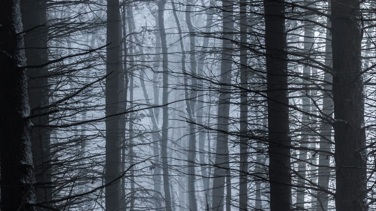 Wallpaper trees, fog, branches, forest