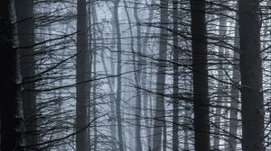 Preview wallpaper trees, fog, branches, forest