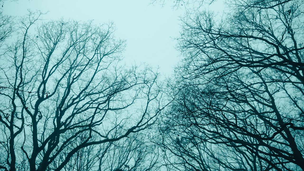 Wallpaper trees, fog, branches, sky, autumn