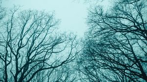 Preview wallpaper trees, fog, branches, sky, autumn