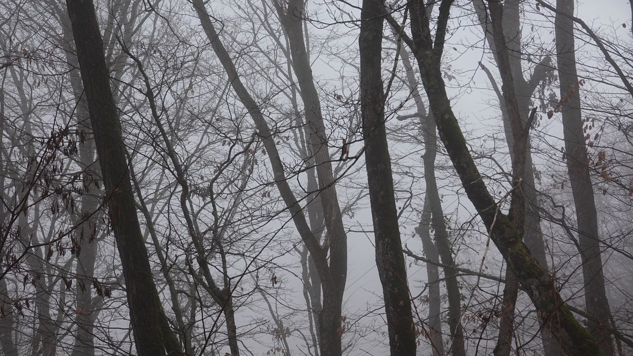 Wallpaper trees, fog, branches, leaves
