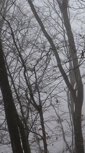 Preview wallpaper trees, fog, branches, leaves