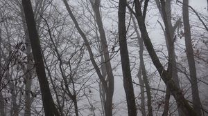 Preview wallpaper trees, fog, branches, leaves