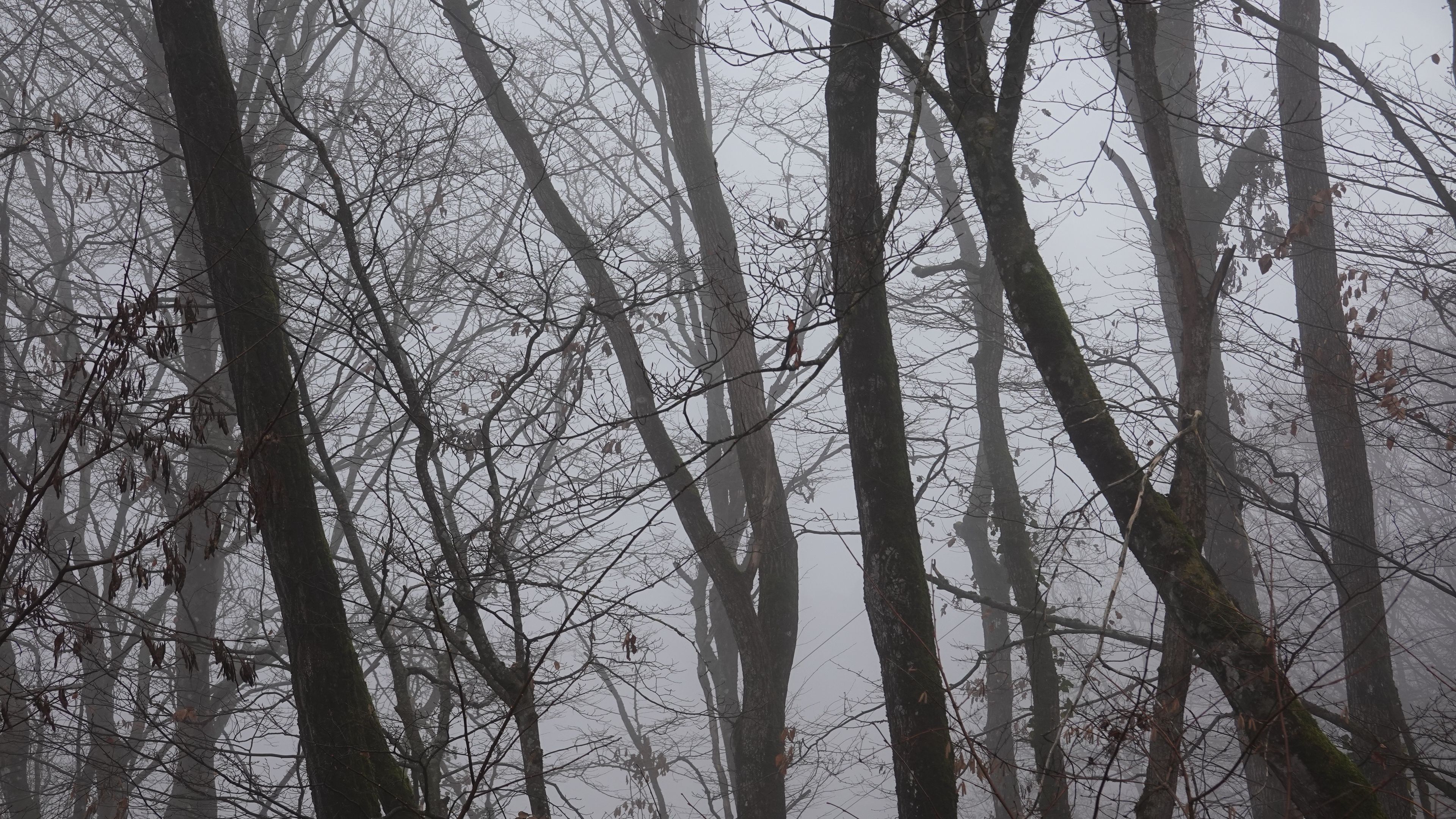 Download wallpaper 3840x2160 trees, fog, branches, leaves 4k uhd 16:9