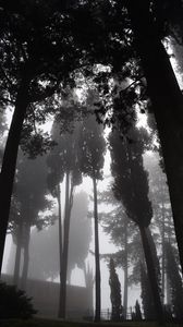 Preview wallpaper trees, fog, bw, gloomy, dark