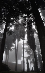 Preview wallpaper trees, fog, bw, gloomy, dark