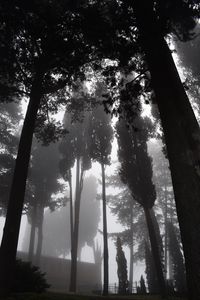 Preview wallpaper trees, fog, bw, gloomy, dark