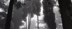 Preview wallpaper trees, fog, bw, gloomy, dark