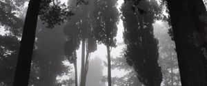 Preview wallpaper trees, fog, bw, gloomy, dark