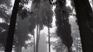 Preview wallpaper trees, fog, bw, gloomy, dark