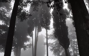 Preview wallpaper trees, fog, bw, gloomy, dark