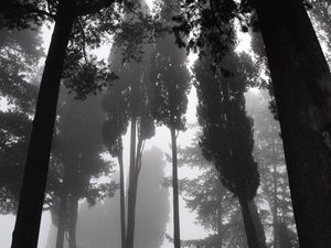 Preview wallpaper trees, fog, bw, gloomy, dark