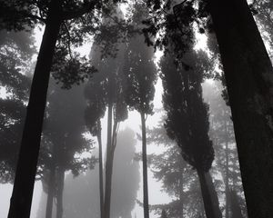 Preview wallpaper trees, fog, bw, gloomy, dark