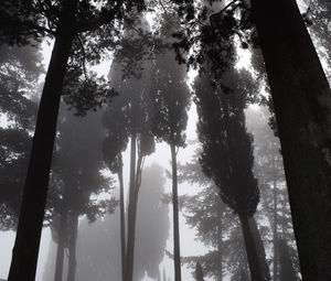 Preview wallpaper trees, fog, bw, gloomy, dark