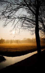 Preview wallpaper trees, fog, channel, dawn