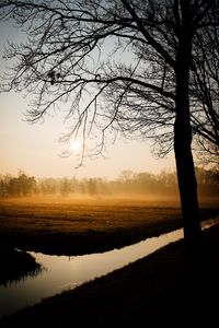 Preview wallpaper trees, fog, channel, dawn
