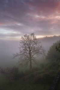 Preview wallpaper trees, fog, clouds, nature, landscape