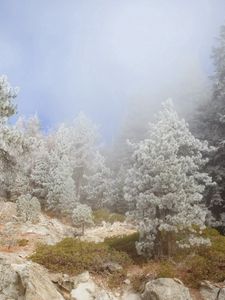 Preview wallpaper trees, fog, coniferous, haze, stones, break