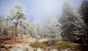 Preview wallpaper trees, fog, coniferous, haze, stones, break