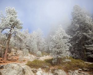 Preview wallpaper trees, fog, coniferous, haze, stones, break