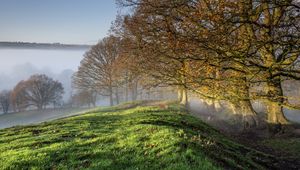 Preview wallpaper trees, fog, ditch, nature